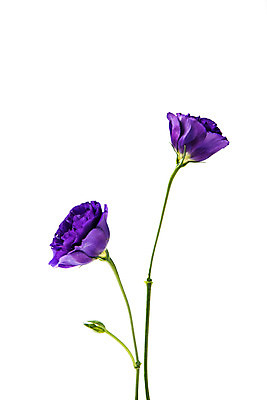 포토 JPG 스튜디오촬영 식물 꽃 스튜디오 실내 사람없음 보라색 센토리아 국내포토 컬러 내부 파일형식