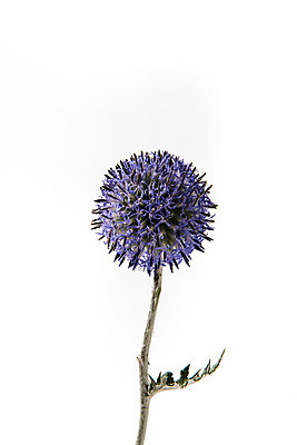 포토 JPG 스튜디오촬영 식물 꽃 한송이 스튜디오 실내 사람없음 에키놉스 국내포토 1 내부 송이 파일형식