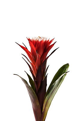 포토 JPG 스튜디오촬영 식물 꽃 한송이 스튜디오 실내 사람없음 빨간색 구즈마니아 국내포토 1 컬러 내부 송이 파일형식