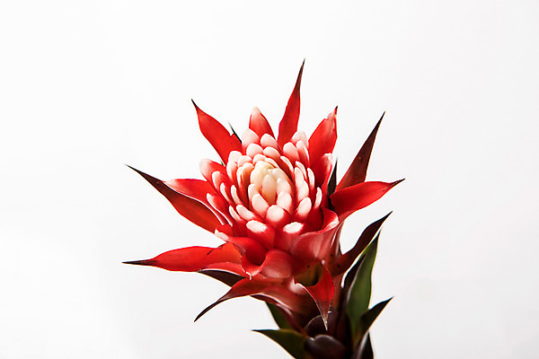 포토 JPG 스튜디오촬영 식물 꽃 한송이 스튜디오 실내 사람없음 빨간색 구즈마니아 국내포토 1 컬러 내부 송이 파일형식