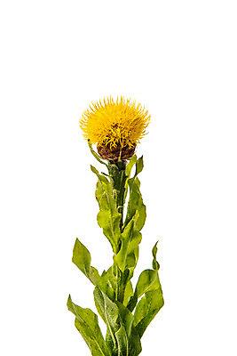 포토 JPG 스튜디오촬영 식물 꽃 한송이 스튜디오 실내 사람없음 노란색 센토리아 국내포토 1 컬러 내부 송이 파일형식