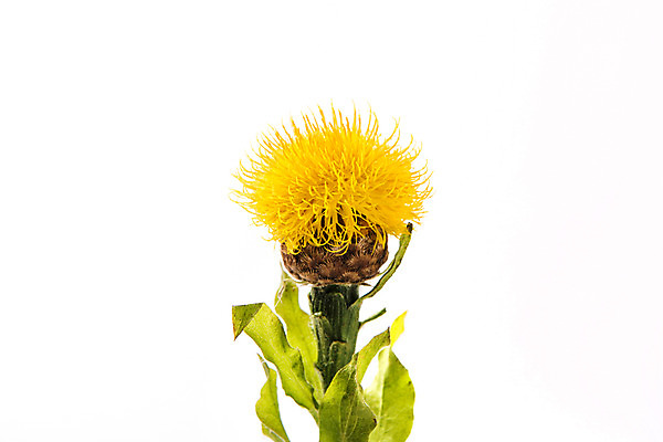 포토 JPG 스튜디오촬영 식물 꽃 한송이 스튜디오 실내 사람없음 노란색 센토리아 국내포토 1 컬러 내부 송이 파일형식