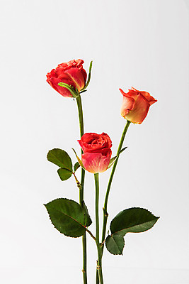 포토 JPG 스튜디오촬영 식물 꽃 스튜디오 실내 사람없음 장미 헤라장미 국내포토 내부 파일형식