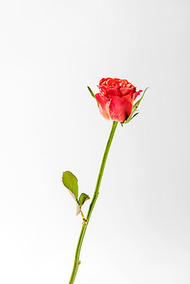 포토 JPG 스튜디오촬영 식물 꽃 한송이 스튜디오 실내 사람없음 장미 헤라장미 국내포토 1 내부 송이 파일형식