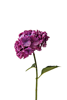 포토 JPG 스튜디오촬영 식물 꽃 한송이 스튜디오 실내 사람없음 수국 국내포토 1 내부 송이 파일형식