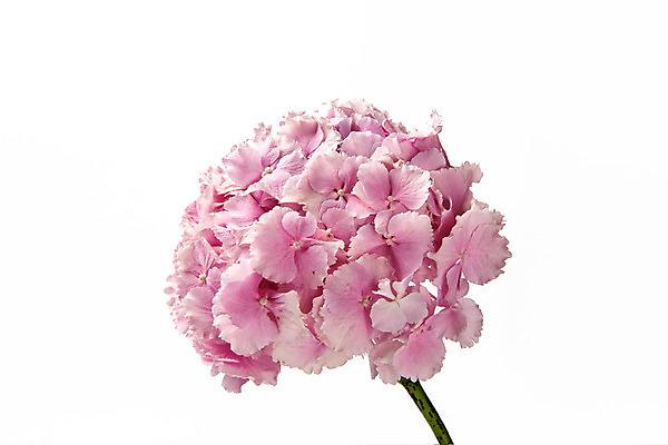 포토 JPG 스튜디오촬영 식물 꽃 한송이 스튜디오 실내 사람없음 수국 국내포토 1 내부 송이 파일형식