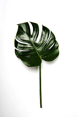 포토 JPG 스튜디오촬영 식물 스튜디오 나뭇잎 실내 사람없음 열대식물 몬스테라 국내포토 잎 내부 파일형식