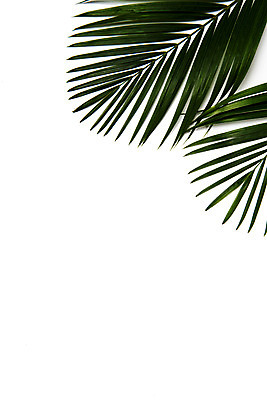 포토 JPG 스튜디오촬영 식물 스튜디오 나뭇잎 실내 사람없음 야자수잎 국내포토 잎 내부 파일형식