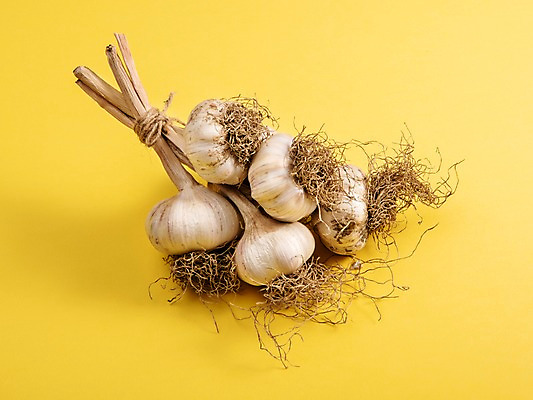 포토 JPG 스튜디오촬영 채소 실내 마늘 사람없음 여러개 묶기 뿌리 통마늘 국내포토 다수 모션 내부 파일형식