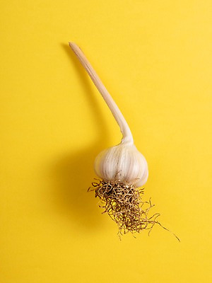 포토 JPG 스튜디오촬영 채소 실내 마늘 사람없음 한개 뿌리 국내포토 1 내부 파일형식