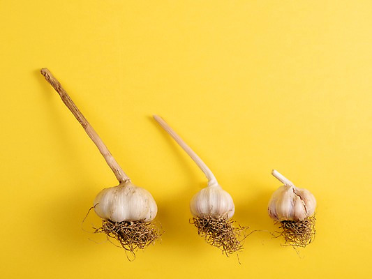 포토 JPG 스튜디오촬영 채소 실내 마늘 사람없음 세개 크기 뿌리 국내포토 3 내부 파일형식