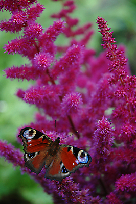 포토 JPG 해외이미지 식물 나비 곤충 사람없음 여름 정원 향기 부드러움 꿀 라일락 해외202004 해외포토 동물 계절 꽃 감각 냄새 파일형식 이미지허브