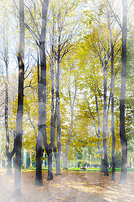 포토 JPG 해외이미지 나무 계절 잎 풍경 사람없음 야외 가로 초록색 노란색 이탈리아 가을 황금 숲 해외202004 해외포토 식물 유럽 컬러 파일형식 이미지허브