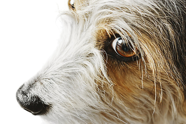 포토 JPG 해외이미지 동물 척추동물 새끼 포유류 친절 생물 사람없음 반려동물 개 리트리버 강아지 모피 송곳니 복종 해외202004 해외포토 치아 파일형식 이미지허브