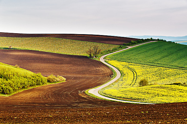 포토 JPG 해외이미지 나무 유럽 도로 선 여행 백그라운드 밭 농업 자연 포도 풍경 사람없음 초록색 햇빛 갈색 노란색 봄 시골 4월 언덕 포도밭 장면 포도나무 체코 스카이라인 수평선 모라비아 해외202004 해외포토 식물 계절 나라 산업 길 컬러 과일 교통시설 태양 날짜 과일나무 생태계 파일형식 이미지허브