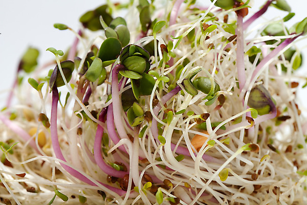 포토 JPG 해외이미지 식물 음식 백그라운드 잎 패턴 농업 다이어트 채소 재료 자연 추상 새로움 건조 건강 종류 씨앗 사람없음 초록색 새싹 주방 샐러드 수확 성장 흰색 신선 그룹 냄비 브로콜리 낟알 시리얼 유기농 질감 날것 뿌리 고립 대두 바이오 채식주의자 총각무 해외202004 해외포토 웰빙 산업 컬러 컨셉 무늬 솥 무 생태계 채식 파일형식 이미지허브