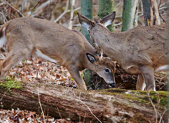 포토 JPG 해외이미지 나무 응시 야생동물 백그라운드 잎 사슴 털 사람없음 갈색 검은색 놀람 회색 가을 흰색 숲 큼 엽서 귀 경보 흥미 해외202004 해외포토 식물 동물 시선 계절 감정 컬러 컨셉 포유류 표정 신체부위 크기 편지 파일형식 이미지허브