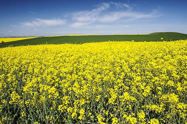 포토 JPG 해외이미지 식물 구름 계절 꽃 백그라운드 밭 농업 자연 하늘 씨앗 풍경 사람없음 야외 가로 초록색 여름 파란색 태양 농장 노란색 환경 맑음 봄 벚꽃 시골 황금 땅 유채 유기농 생태계 장면 내추럴 땅바닥 밭일 생태학 카놀라 수평선 해외202004 해외포토 자연요소 웰빙 교육 산업 컬러 날씨 바닥 파일형식 이미지허브