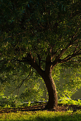 포토 JPG 해외이미지 나무 식물 계절 공원 호수 백그라운드 잎 자연 아침 동화 따뜻함 풍경 사람없음 초록색 물 여름 파란색 빛 강 컬러풀 햇빛 태양 반사 일출 맑음 황혼 일몰 봄 새벽 활발 가을 연못 저녁 숲 신비 신화 공상 마법 내추럴 강렬 몽환 스타일 해외202004 해외포토 주간 자연요소 공공시설 컬러 컨셉 날씨 노을 야간 생태계 파일형식 이미지허브