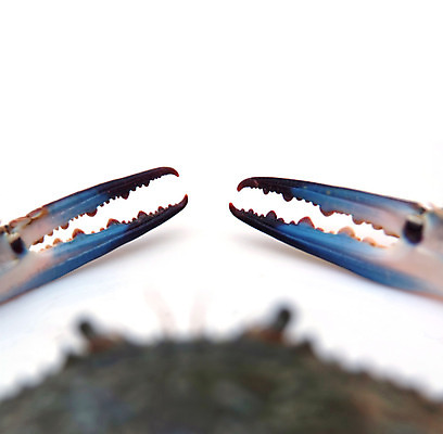 포토 JPG 해외이미지 동물 캐릭터 디자인 산업 선 음식 모래 바다 백그라운드 자연 낚시 생물 육류 갑각류 어류 요리 사람없음 그래픽 파란색 컬러풀 식당 식사 저녁식사 게 껍질 흰색 신선 시장 맛 치아 선탠 작음 만화 먹기 해산물 오브젝트 클립 팔 고립 집게발 해외202004 해외포토 컬러 컨셉 식재료 모션 레저 신체부위 상점 수중동물 소화기관 크기 생태계 파일형식 이미지허브