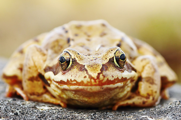 포토 JPG 해외이미지 전신 동물 응시 유럽 야생동물 백그라운드 생각 파충류 자연 추상 개구리 양서류 사람없음 컬러풀 갈색 환경 작음 묘사 생물학 두꺼비 내추럴 동물상 삼림지대 생태학 어려움 못생김 끈적임 해외202004 해외포토 시선 교육 나라 컬러 무늬 조형물 숲 크기 생태계 파일형식 이미지허브