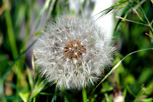 포토 JPG 해외이미지 식물 꽃 줄기 밭 자연 씨앗 잔디 사람없음 야외 초록색 벚꽃 흰색 자녀 잡초 개화 민들레 허브 깃털 오브젝트 싱글 낙하산 솜털 여의주 취급주의 해외202004 해외포토 컬러 농업 경고 생태계 파일형식 이미지허브