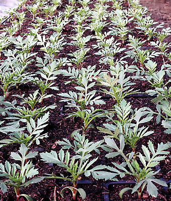 포토 JPG 해외이미지 식물 계절 꽃 행복 백그라운드 잎 농업 채소 자연 새로움 사람 취미 사람없음 야외 초록색 여름 농장 환경 정원 흙 봄 성장 흰색 신선 업무 냄비 작음 유기농 원예 먼지 내추럴 땅바닥 모종 원예사 세련 해외202004 해외포토 직업 웰빙 감정 산업 컬러 컨셉 바닥 작업 솥 크기 생태계 파일형식 이미지허브