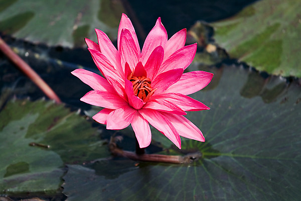 포토 JPG 해외이미지 식물 1 계절 공원 꽃잎 꽃 호수 분홍색 잎 꽃무늬 자연 표면 연꽃 사람없음 장식 가로 초록색 물 여름 침묵 봄 성장 벚꽃 연못 개화 백합 허브 장면 대야 헝가리 해외202004 해외포토 자연요소 공공시설 컬러 무늬 소리 생태계 동유럽 파일형식 이미지허브