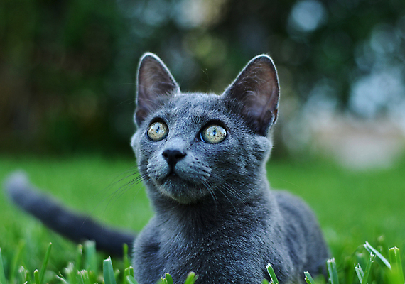 포토 JPG 해외이미지 스튜디오촬영 전신 동물 척추동물 한마리 응시 새끼 포유류 자연 친절 생물 수염 털 실내 앉기 사람없음 세로 반려동물 고양이 가축 회색 올려보기 흰색 모피 자르기 호기심 흰배경 경보 고립 기르기 카피스페이스 차단 해외202004 해외포토 1 시선 감정 컬러 백그라운드 컨셉 모션 내부 공백 생태계 돌봄 파일형식 이미지허브