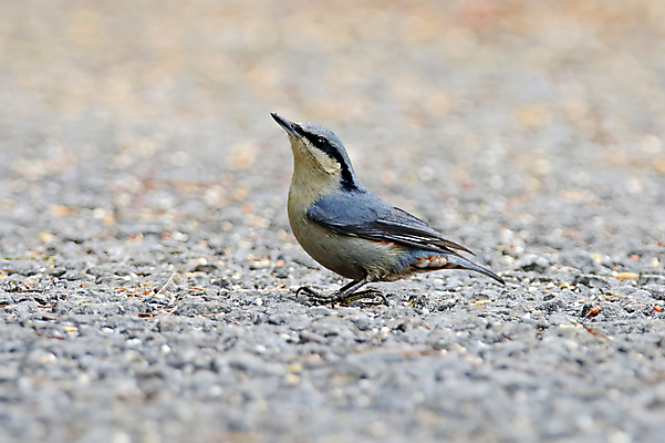 포토 JPG 해외이미지 나무 동물 여자 남자 아시아 얼굴 야생동물 백그라운드 날개 자연 조류 사람없음 야외 목재 가로 초록색 컬러풀 머리 환경 나뭇가지 막대기 닫기 숲 깃털 꼬리 부리 서식지 생태학 이국적 해외202004 해외포토 식물 교육 나라 컬러 재료 모션 사람 신체부위 생태계 파일형식 이미지허브