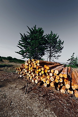 포토 JPG 해외이미지 나무 유럽 산업 자연 하늘 풍경 사람없음 야외 목재 초록색 여름 쌓기 일출 검은색 일몰 이탈리아 재활용 수확 흰색 나뭇가지 숲 장작 자르기 생태계 복고 통나무 목공예 나무껍질 연료 수납 침엽수 자원 잡동사니 흙더미 연소 블러 생태학 수목 필터 해외202004 해외포토 식물 계절 교육 나라 컬러 농업 재료 모션 노을 흙 껍질 공예 친환경 파일형식 더미 이미지허브