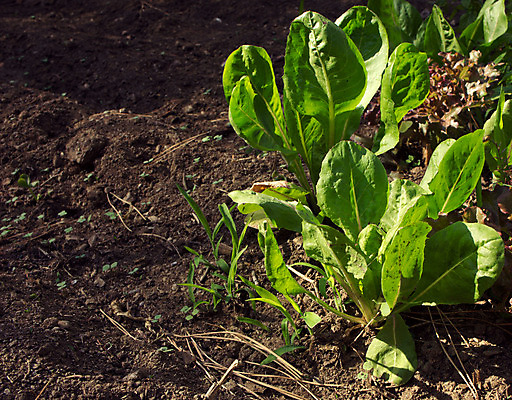 포토 JPG 해외이미지 식물 음식 잎 밭 농업 채소 재료 자연 사람없음 초록색 농장 농경지 정원 흙 성장 시골 신선 땅 유기농 날것 시금치 내추럴 해외202004 해외포토 웰빙 산업 컬러 생태계 파일형식 이미지허브