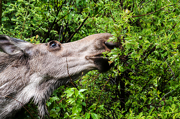 포토 JPG 해외이미지 동물 여자 야생동물 잎 밭 포유류 자연 초식동물 털 사람없음 야외 갈색 머리 황무지 소 숲 큼 먹기 코 알래스카 수유 해외202004 해외포토 식물 컬러 농업 모션 사람 신체부위 미국 크기 생태계 파일형식 이미지허브