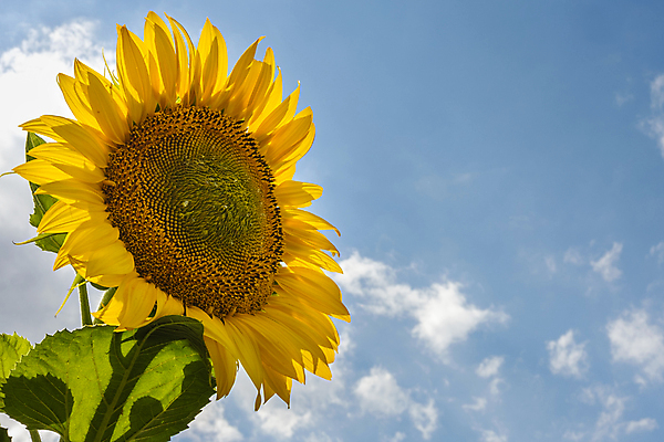 포토 JPG 해외이미지 식물 구름 꽃 잎 자연 해바라기 풍경 사람없음 초록색 여름 햇빛 노란색 맑음 해외202004 해외포토 자연요소 계절 컬러 날씨 태양 생태계 파일형식 이미지허브