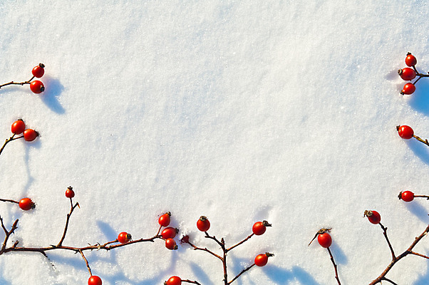 포토 JPG 해외이미지 식물 계절 열매 음식 백그라운드 겨울 패턴 과일 자연 건강 사람없음 장식 빨간색 장미 얼음 추위 흰색 나뭇가지 신선 눈송이 가시 엉덩이 크리스탈 질감 서리 C 1월 내추럴 고립 눈내림 해외202004 해외포토 자연요소 나무 알파벳 꽃 컬러 무늬 눈_날씨 신체부위 날짜 광석 생태계 파일형식 이미지허브