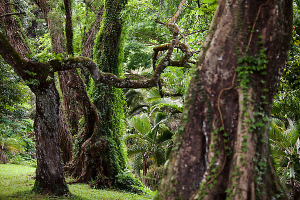 포토 JPG 해외이미지 나무 섬 여행 잎 아프리카 자연 휴가 사람없음 목재 초록색 숲 인도양 거인 모리셔스 옛날 해외202004 해외포토 식물 나라 바다 컬러 재료 생태계 파일형식 이미지허브