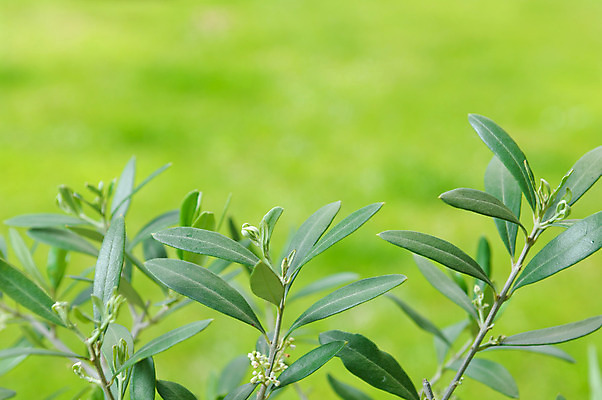 포토 JPG 해외이미지 나무 식물 백그라운드 잎 농업 채소 과일 재료 건강 요리 사람없음 야외 초록색 정원 나뭇가지 신선 지중해 유기농 올리브 날것 내추럴 밭일 숙성 채식주의자 해외202004 해외포토 웰빙 열매 산업 바다 컬러 채식 파일형식 이미지허브