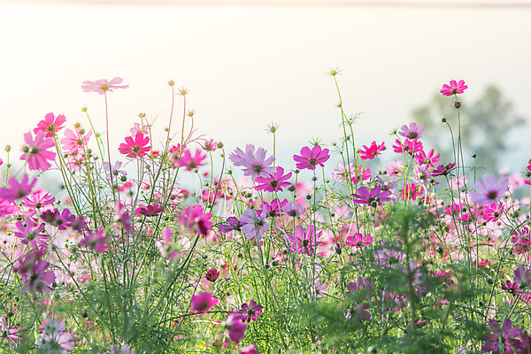 포토 JPG 해외이미지 꽃잎 꽃 분홍색 백그라운드 밭 자연 하늘 풍경 사람없음 야외 햇빛 정원 보라색 일몰 가을 개화 코스모스 데이지 꽃가루 해외202004 해외포토 식물 계절 컬러 농업 태양 노을 가루 생태계 파일형식 이미지허브
