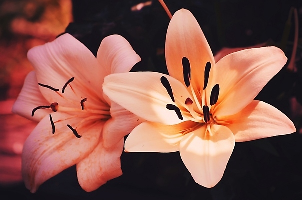 포토 JPG 해외이미지 식물 계절 공원 꽃 꽃다발 꽃무늬 밭 자연 부활절 사람없음 야외 정원 벚꽃 해외202004 해외포토 공공시설 기념일 무늬 농업 생태계 파일형식 이미지허브