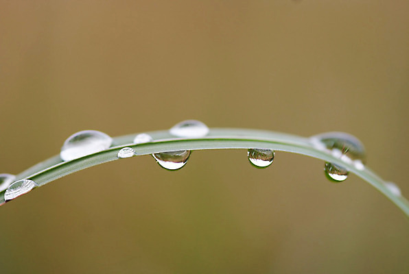 포토 JPG 해외이미지 잎 목걸이 자연 추상 사람없음 초록색 젖음 물방울 칼날 떨어짐 이슬 구슬 블러 해외202004 해외포토 식물 컬러 컨셉 무늬 장신구 생태계 파일형식 이미지허브