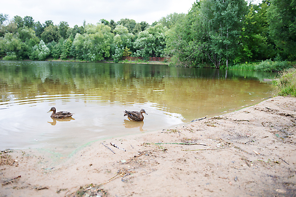 포토 JPG 해외이미지 동물 공원 여자 호수 야생동물 백그라운드 날개 가족 자연 조류 엄마 오리 사람없음 야외 초록색 물 파란색 강 갈색 수영 봄 아기 신생아 연못 그룹 작음 깃털 부리 물새 청둥오리 폴란드 내추럴 해외202004 해외포토 자연요소 계절 공공시설 유럽 컬러 관계 사람 수상스포츠 크기 생태계 파일형식 이미지허브