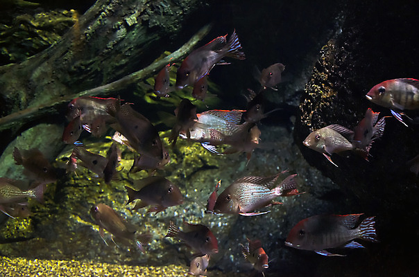 포토 JPG 해외이미지 동물 전통 디자인 옷 야생동물 백그라운드 패턴 오렌지 바지 자연 놀이 표면 저울 어류 동양인 사람없음 장식 빨간색 물 파란색 유행 평화 일본 수중 수영 어둠 직물 연못 도시 면 행운 먹이 남색 먹기 질감 땀 캔버스 지느러미 섬유 그런지 옛날 스타일 세련 해외202004 해외포토 자연요소 아시아 컬러 컨셉 무늬 과일 모션 하의 인종 수중동물 수상스포츠 생태계 파일형식 이미지허브