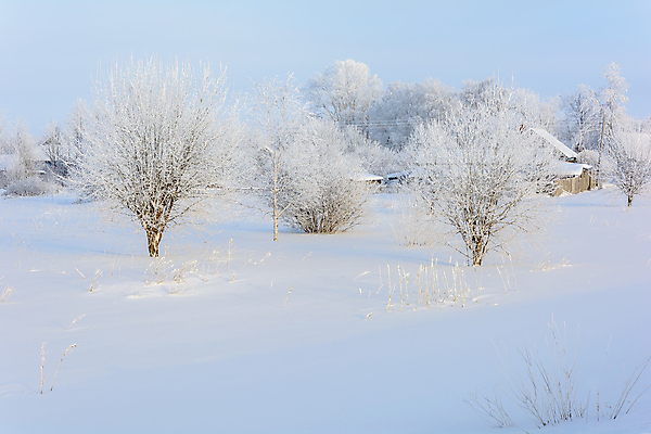 포토 JPG 해외이미지 주간 나무 겨울 자연 사람없음 야외 설원 겨울풍경 해외202004 해외포토 자연요소 식물 계절 눈_날씨 풍경 생태계 파일형식 이미지허브