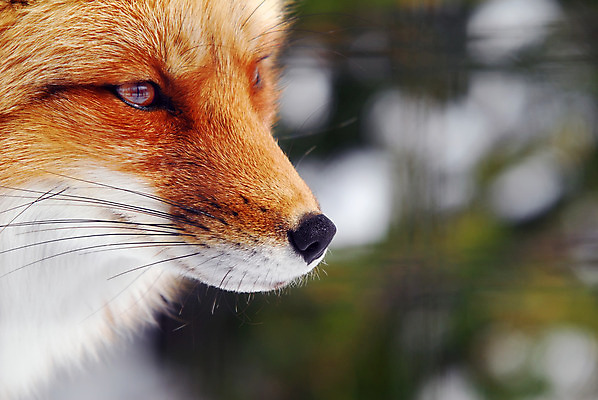포토 JPG 해외이미지 동물 응시 야생동물 캐나다 포유류 자연 털 사람없음 빨간색 미국 개 모피 코 사냥 여우 육식동물 송곳니 해외202004 해외포토 시선 컬러 북아메리카 신체부위 치아 생태계 파일형식 이미지허브