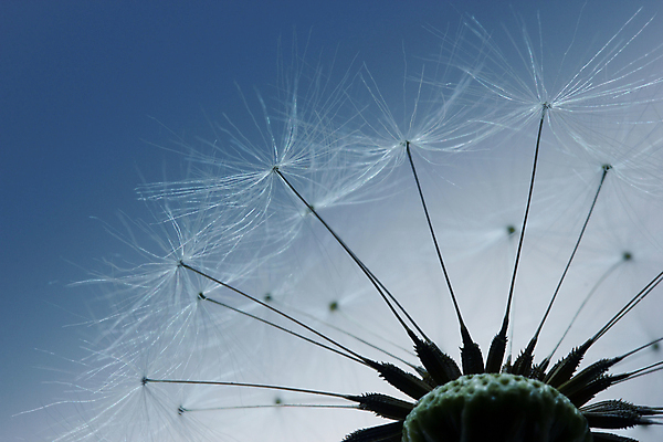 포토 JPG 해외이미지 식물 라이프스타일 꽃 유럽 백그라운드 농업 자연 하늘 추상 휴식 씨앗 사람없음 야외 갈색 환경 정원 활발 성장 농촌 민들레 부드러움 불가리아 해외202004 해외포토 나라 산업 컬러 컨셉 무늬 생활 시골 감각 생태계 파일형식 남유럽 이미지허브