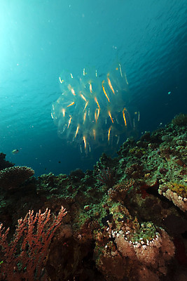 포토 JPG 해외이미지 식물 동물 모래 바다 백그라운드 자연 표면 어류 풍경 사람없음 물 파란색 컬러풀 햇빛 태양 바닷속 수중 광선 산호 아래 다이빙 장면 암초 깊이 소금물 이국적 침몰 파라다이스 해외202004 해외포토 자연요소 컬러 수영 수중동물 자포동물 방향 생태계 위치 수중스포츠 파일형식 이미지허브