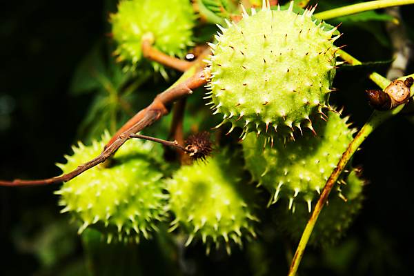 포토 JPG 해외이미지 나무 식물 계절 음식 잎 과일 자연 사람없음 목재 초록색 견과류 성장 껍질 나뭇가지 가시 황금 숲 스파이크 여의주 해외202004 해외포토 컬러 재료 생태계 파일형식 이미지허브