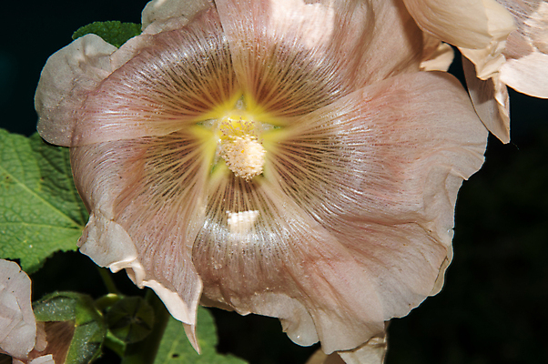 포토 JPG 해외이미지 식물 계절 공원 꽃잎 꽃 줄기 잎 꽃무늬 자연 사람없음 여름 노란색 정원 봄 성장 벚꽃 흰색 신선 개화 크림 원예 꽃가루 내추럴 꽃수술 아욱 해외202004 해외포토 공공시설 컬러 무늬 취미 가루 생태계 파일형식 이미지허브