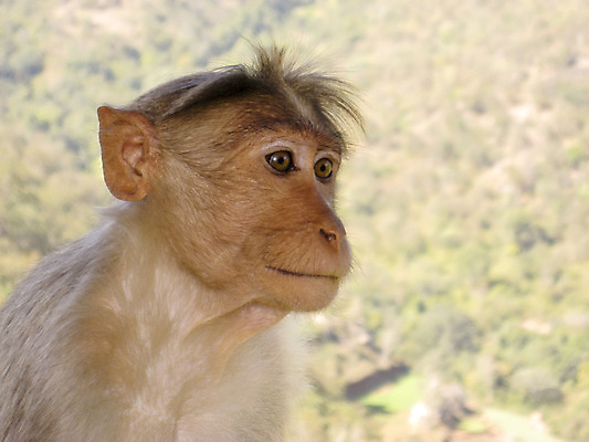 포토 JPG 해외이미지 야생동물 사람없음 원숭이 유인원 힌두교 해외202004 해외포토 동물 종교 포유류 파일형식 이미지허브