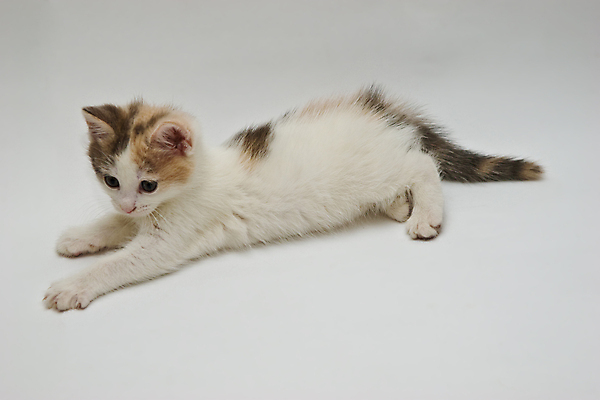 포토 JPG 해외이미지 동물 수염 사람없음 반려동물 고양이 솜털 해외202004 해외포토 포유류 파일형식 이미지허브